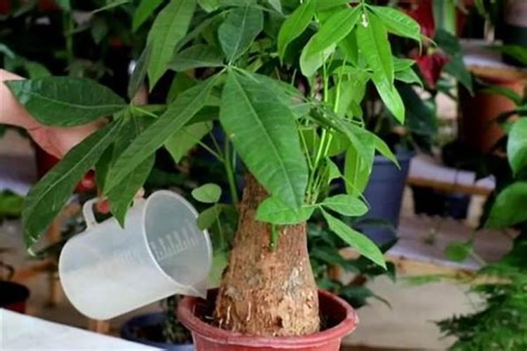 种植当归的效益如何 当归种植条件和方法