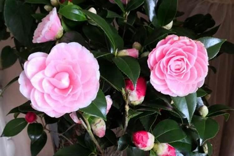 宝草怎么养？ 宝草的养殖方法介绍!