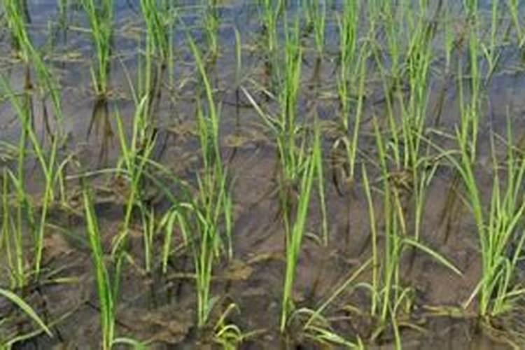 泰国老虎油使用说明