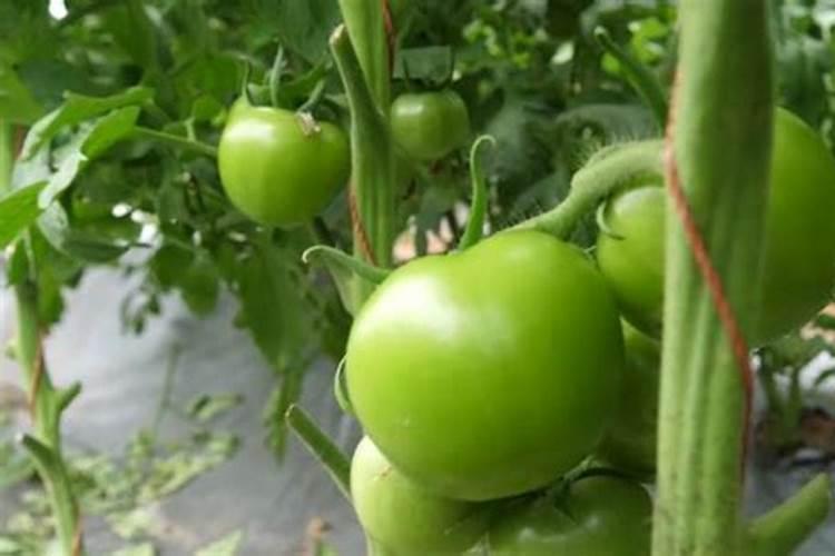 番茄果实膨大应该下什么肥料