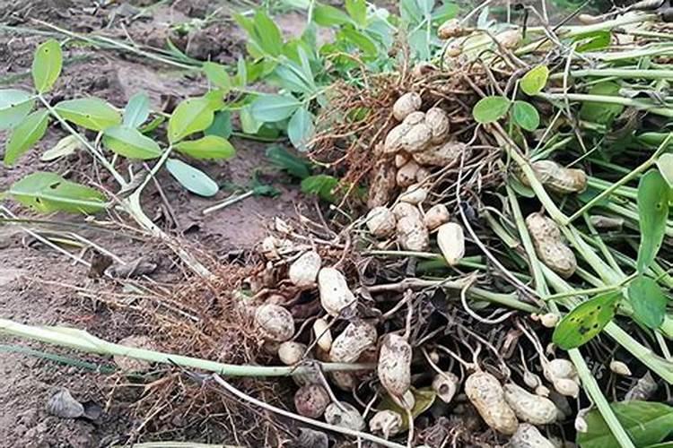 粪水要经过怎样的处理流程才能安全用于蔬菜浇灌？