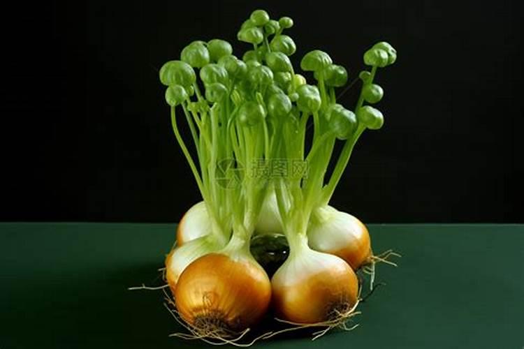 洋葱用什么肥料能使洋葱生长快