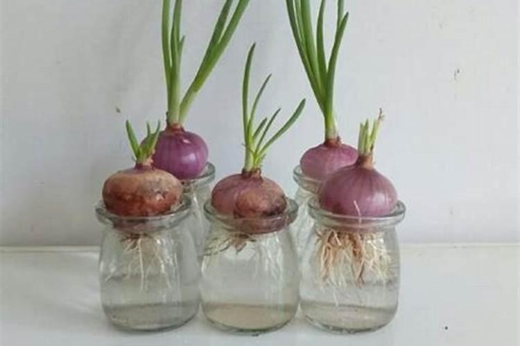 怎样水栽洋葱