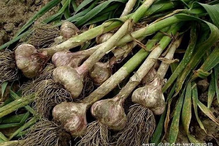 大蒜苗期发黄沤根、植株早衰,防治用什么肥好