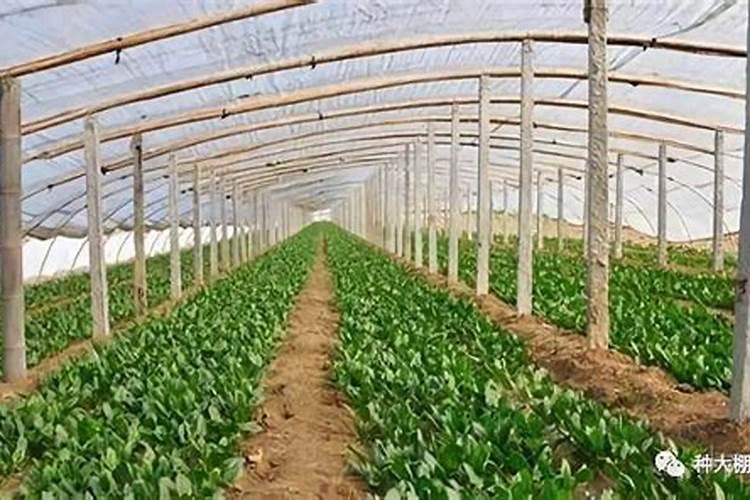 种菠菜用什么肥料 四季应该怎么办
