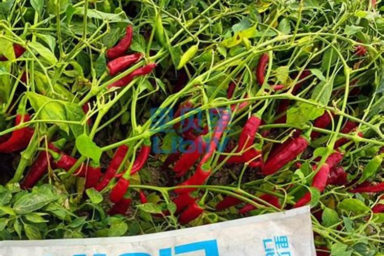 水溶肥辣椒田喷施用量？