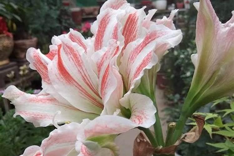 哪些花卉不能施复合肥 原因是什么