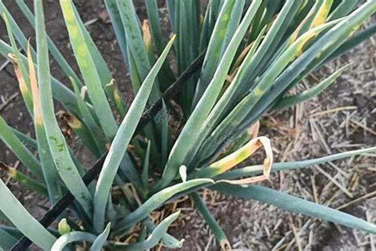 鲜豆浆有哪些营养成分？