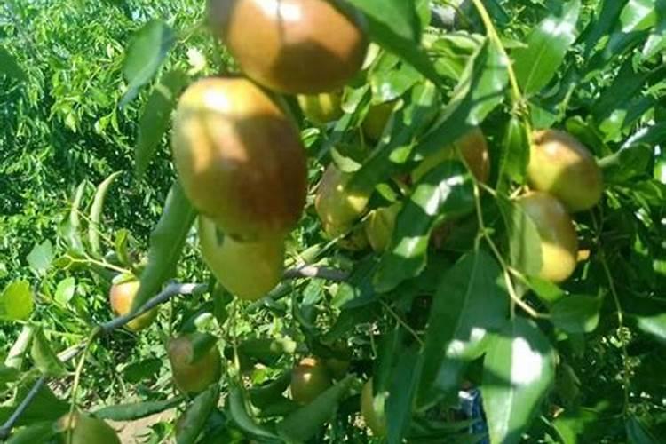 冬枣树环剥后,树叶发黄应喷啥叶面肥？