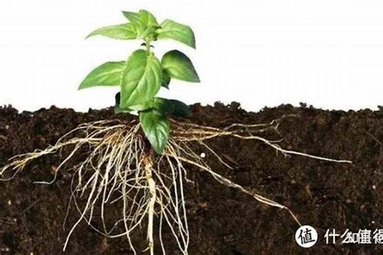 什么是氮肥 常见的氮肥有哪些