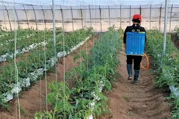 我种了8亩冬青树苗除草,谁知道用什么农药除草,好友什么化肥？