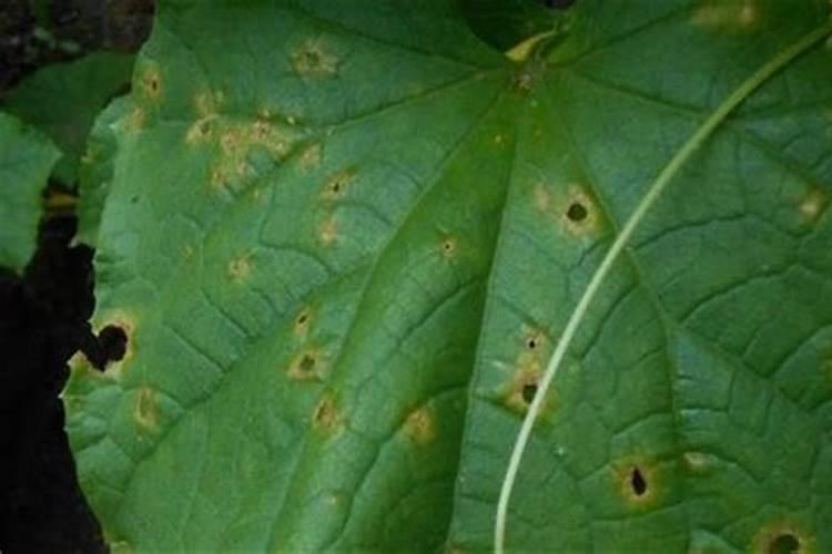 黄瓜打什么叶面肥黑绿