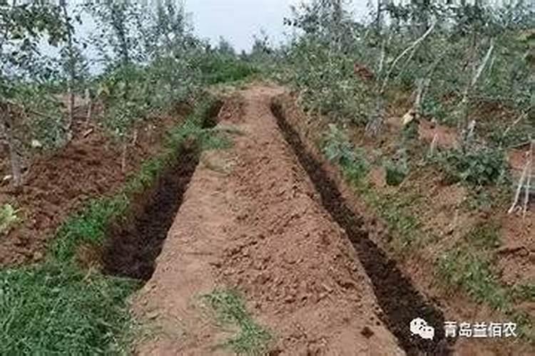 磷肥可以兑水浇吗