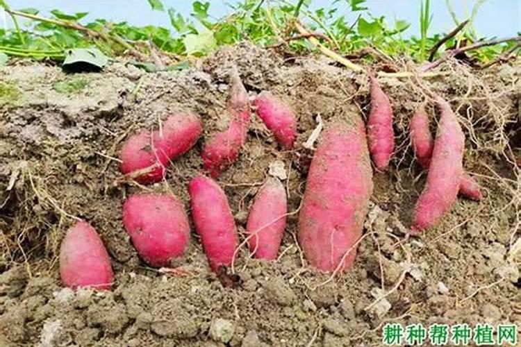 红薯最好的复合肥