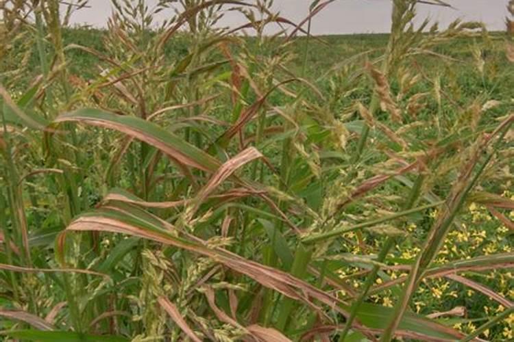 锌肥叶面喷施注意事项