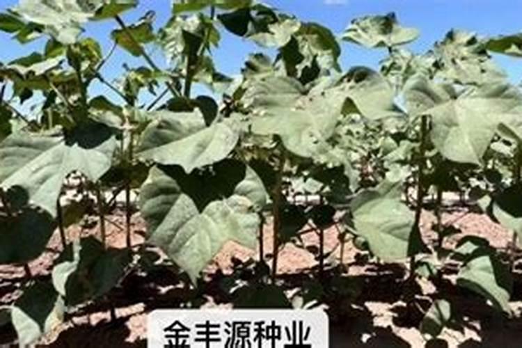 如何给兰花喷叶面肥避免心腐？