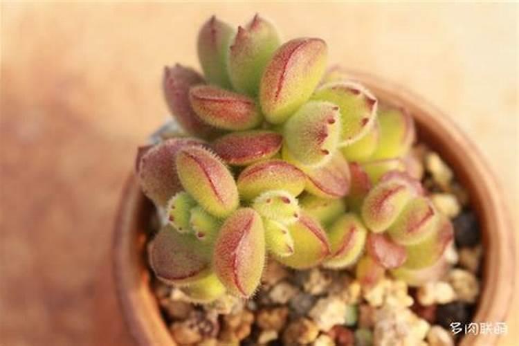 多肉植物怎么施肥,施什么肥