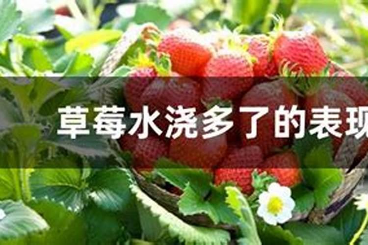 苦瓜结果了需要施什么肥 苦瓜施什么肥才挂果多