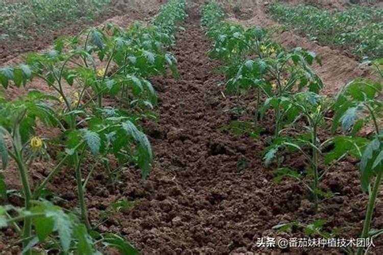 番茄定植时如何施基肥