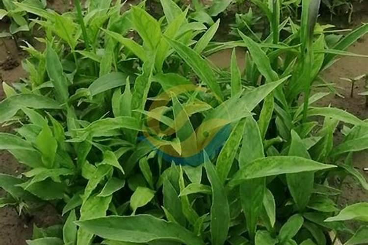 高钾肥适合浇什么花