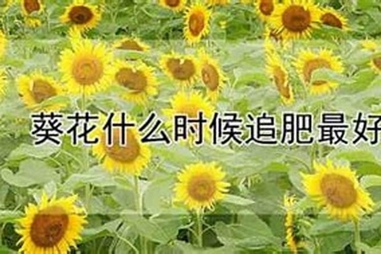 怎样对向日葵施肥