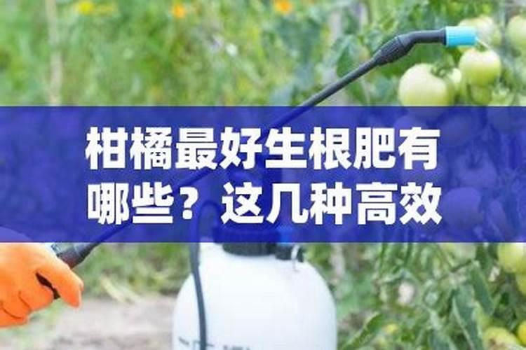 蝴蝶兰用什么肥料最好