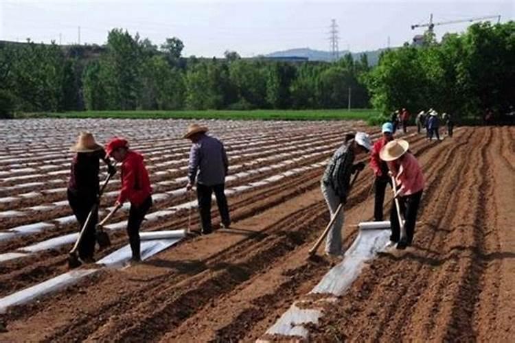 蝴蝶兰用什么肥好