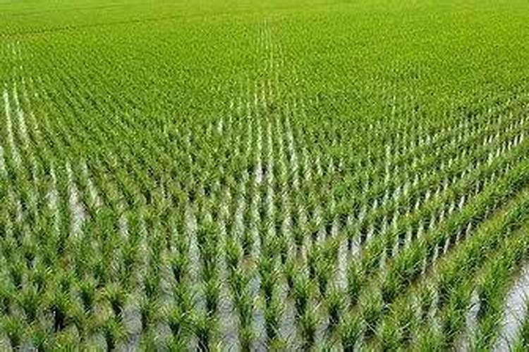 铵态氮显色颜色