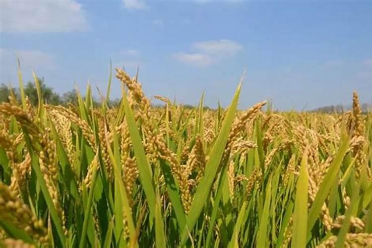 玉米后期追什么肥料好