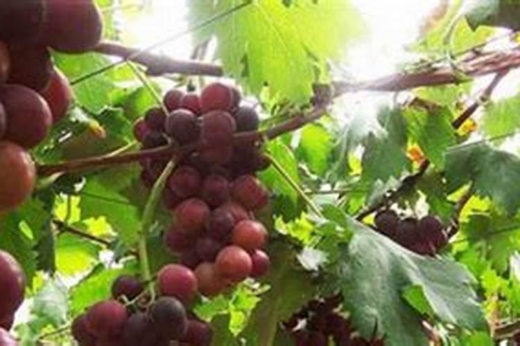 现在生姜都是被硫磺熏的吗