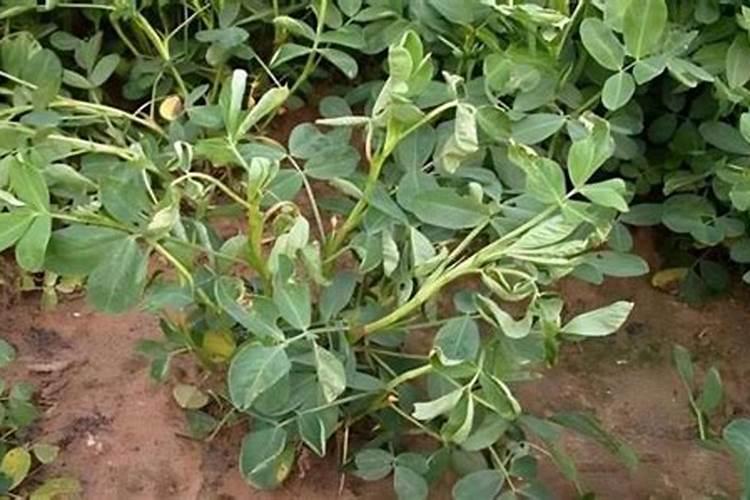 秋季兰花换盆后多久可以服盆,服盆期不能见光吗