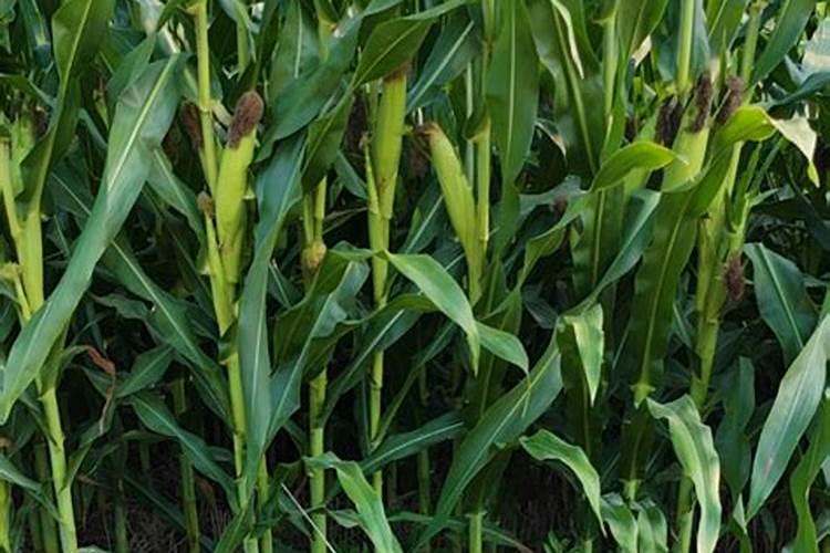 “万能”的芸苔素内酯,你用对了吗？附最全使用方案