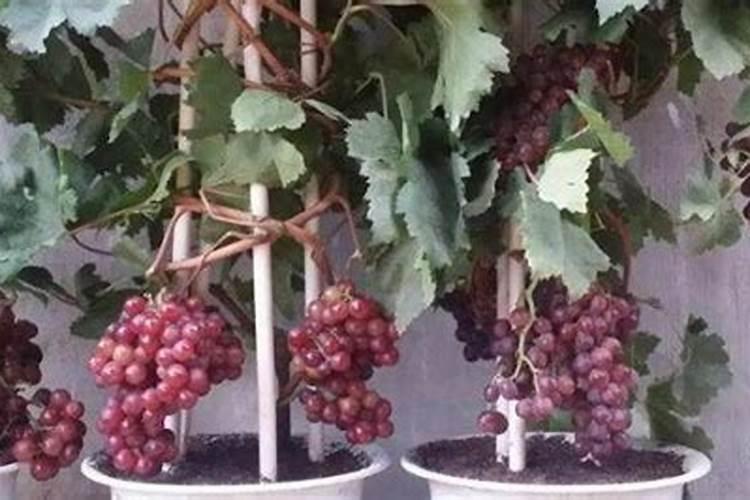 高钾肥适合浇什么花