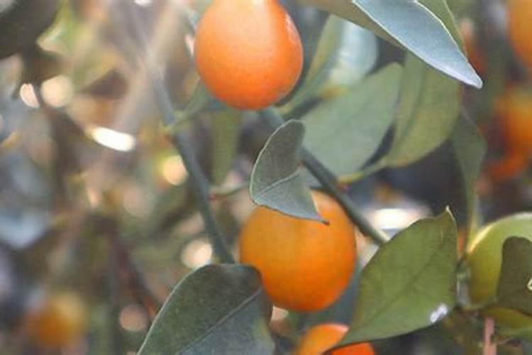 金桔什么时候施肥