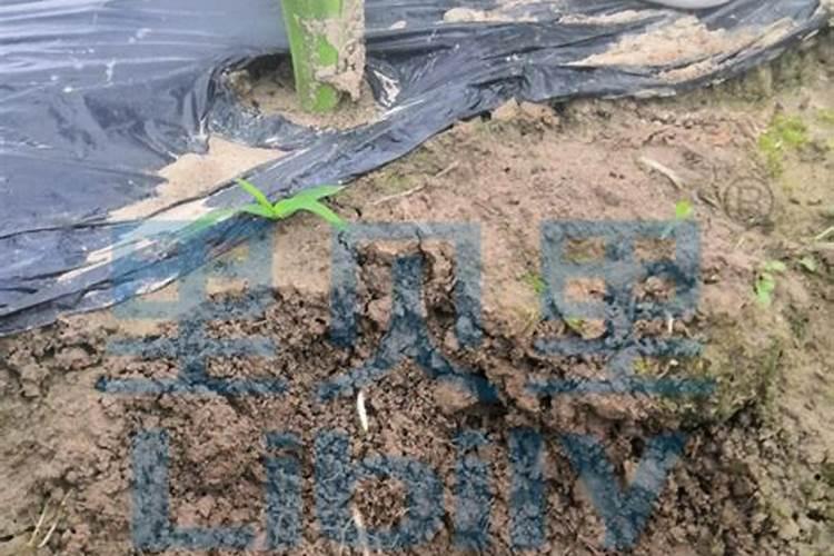 小树苗怎么栽成活率高