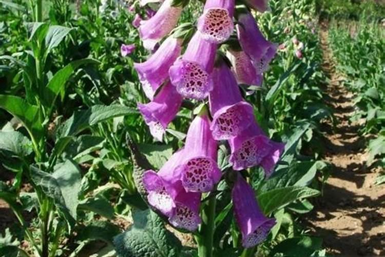 1斤水溶肥兑多少水