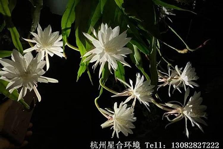 1:1000兑水怎么兑