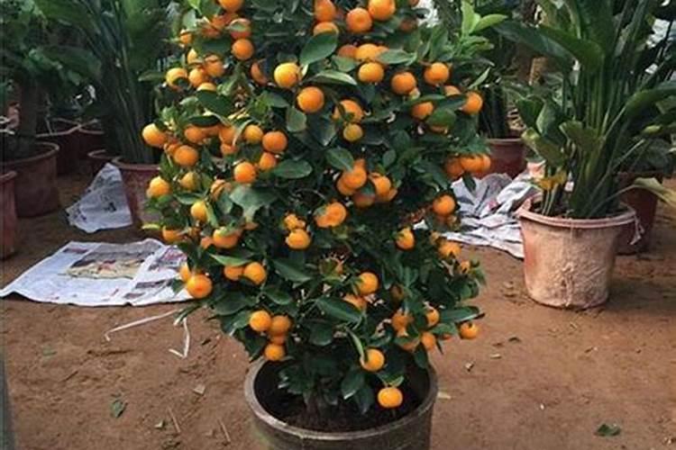 盆栽金桔怎么施肥,施什么肥