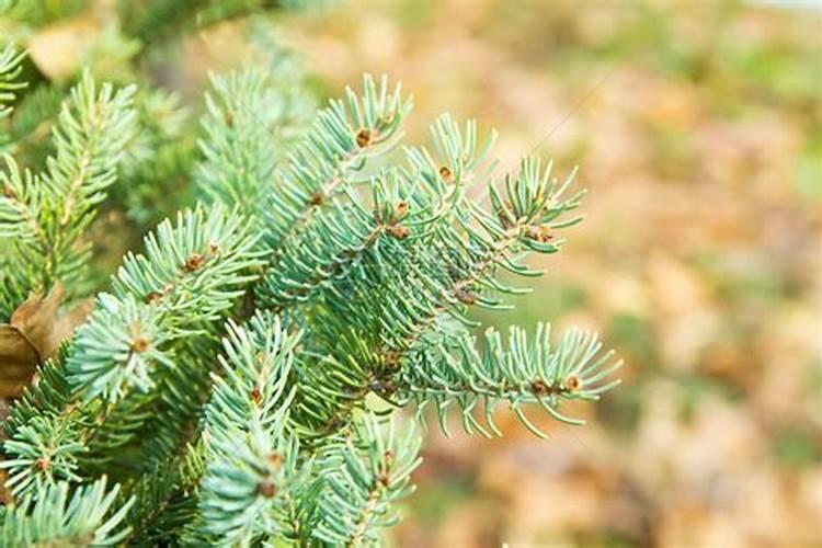 江西蔬菜叶面肥木醋液