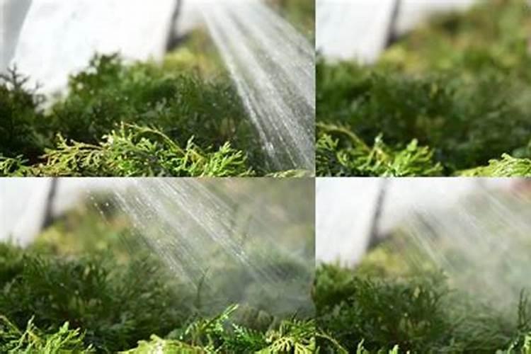 种植豆角用木醋液可以吗