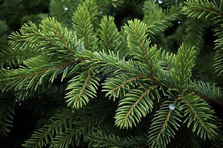 蔬菜叶面肥木醋液好用吗