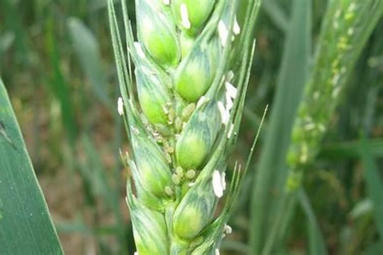小麦蚜虫可能要大发生,要做好防治