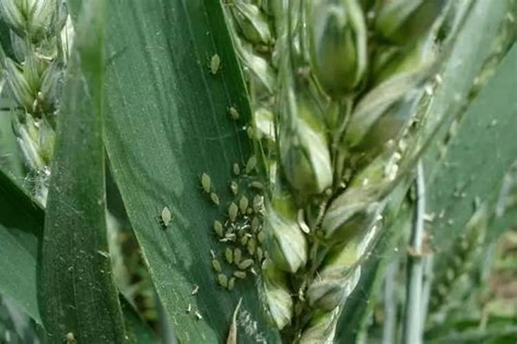 小麦蚜虫药上午打还是下午打药好