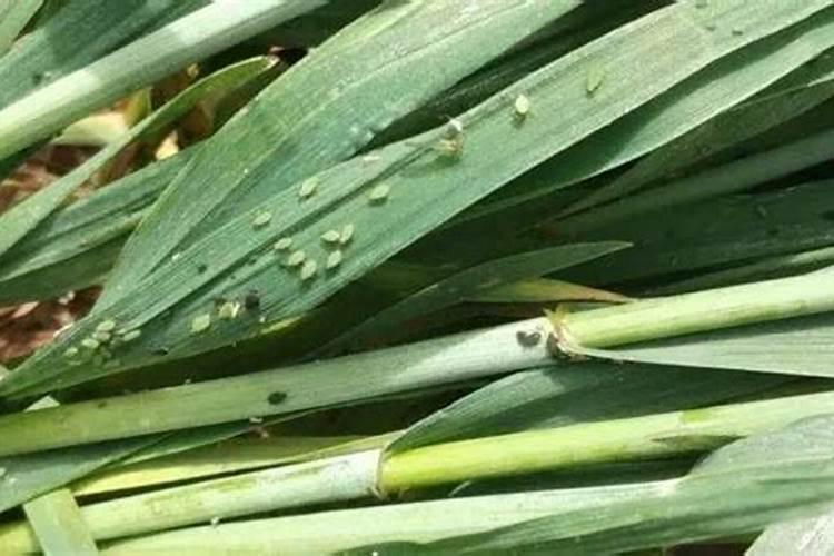 小麦蚜虫再那个阶段治疗最好？