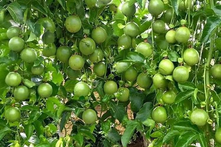 玉米叶黄尖是怎么回事玉米出现叶尖黄,圆叶是怎么回事