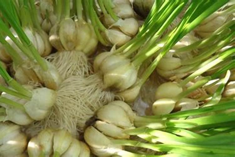 气温下降还能给大蒜打叶面肥吗？