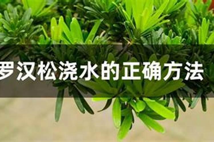罗汉松浇什么水好