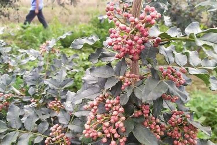 花椒花期用什么叶面肥？