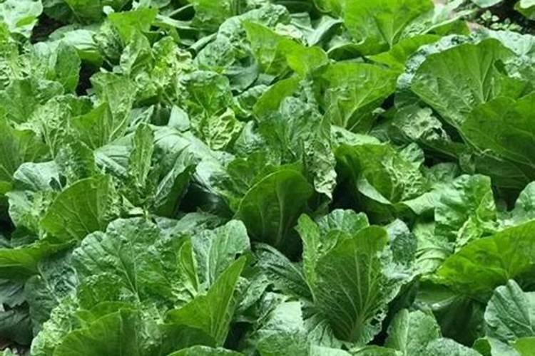 腐植酸叶面肥的具体作用是什么？什么时候用效果最好？