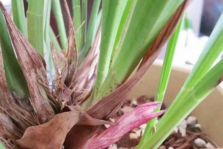 尿素化水浇肥方法,当年栽葡萄苗尿素化水浇施能行吗